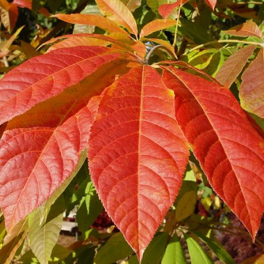 Aesculus chinensis 2-M